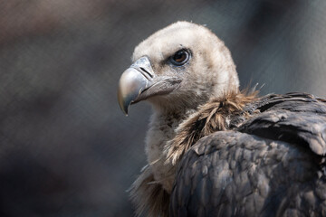 Himalayan Griffon Vulture Portrait