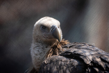 Himalayan Griffon Vulture Portrait
