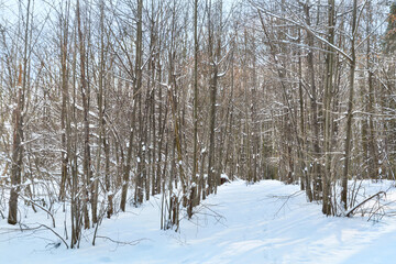Winter scene. Young leafy forest covered by snow. Sunny winter day in forest. Winter background.