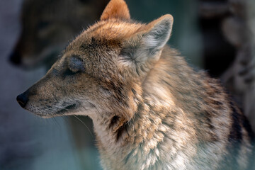 Jackal in Zoo