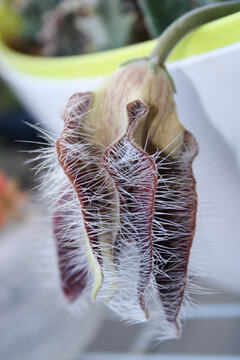 natural stapelia gigantea withered cactus flower photo