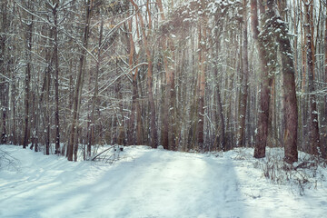 Winter scene. Mixed forest covered by snow. Sunny winter day in forest. Winter background.