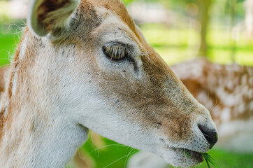 roe deer face