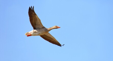 Graugans (Anser anser) im Flug - flying greylag goose