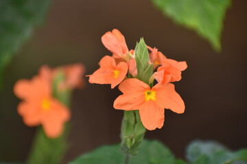 Obraz premium orange flower in garden