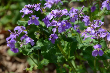 美しい紫色の花を咲かせたハナダイコン	