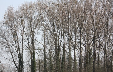 Baumgruppe mit Misteln in den Kronen