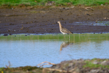 Kampfläufer im Herbst in Schweden an der Ostsee	
