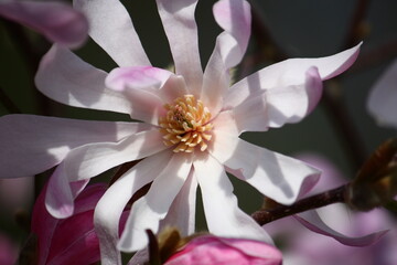 Nahaufnahme von Magnolienblüten im Sonnenlicht