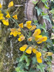 yellow flowers in the forest