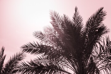 Tropical tourism paradise palms in sunny summer sun red sky. Sun light shines through leaves of palm. Beautiful wanderlust travel journey symbol for vacation trip to southern holiday dream island