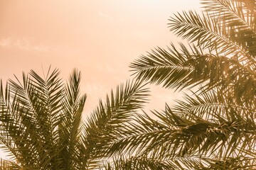 Tropical tourism paradise palms in warm sunny summer sun sky. Sun light shines through leaves of palm. Beautiful wanderlust travel journey symbol for vacation trip to southern holiday dream island