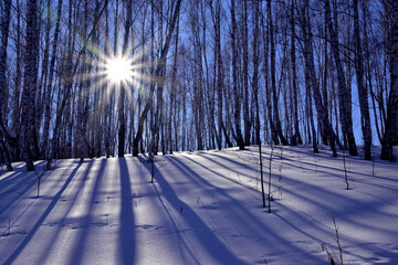 The bright spring sun shines through the rare young birch forest.