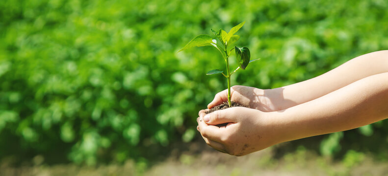A child with seedlings in his hands in the garden. Selective focus.