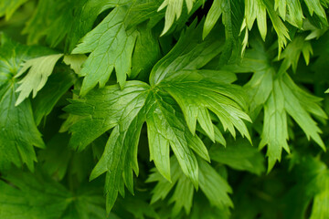 Naklejka na ściany i meble Green leaves. Natural pattern background . High quality photo