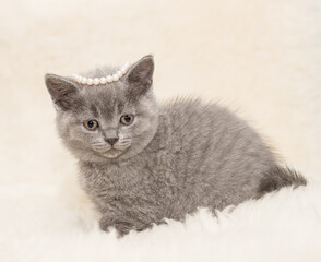 Fototapeta na wymiar Adorable british little kitten posing on wool