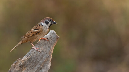 Male Eurasian Tree Sparrow perching on a tree stump