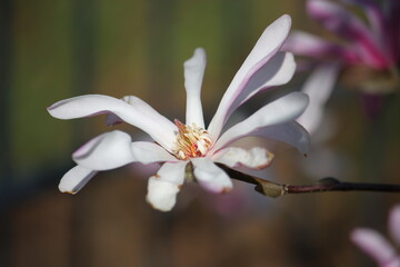 Nahaufnahme von Magnolienblüten im Sonnenlicht