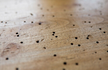 Holzwurm Löcher im Holz 1