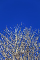 青空と白い木の枝