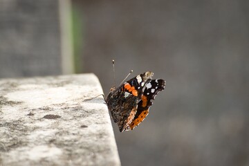 Fototapeta na wymiar Red admiral butterfly (Vanessa Atalanta) perched on grey stone in Zurich, Switzerland