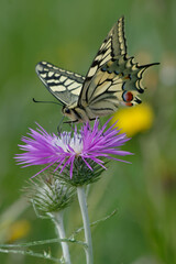 Old World swallowtail or Common yellow swallowtail (Papilio machaon)