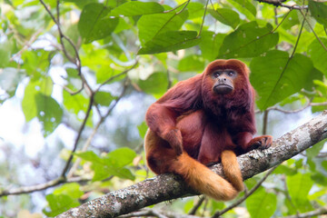 Red Howler Monkey, (Alouatta seniculus), male, sitting in a tree, Otún Quimbaya Natural Park,...