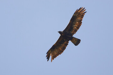 Golden Eagle (Aquila chrysaetos) in Pyrenean Mountains