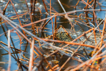 Pickled eggs from frogs on the surface of the pond. The fry floats on the surface near the reeds.