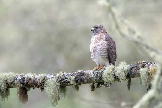 An adult Roadside Hawk, (Buteo magnirostris), perched on a lichen-covered branch.