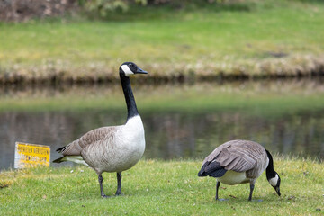 Kanada Gänse Paar am Teich
