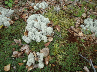 Northern moss yagel
