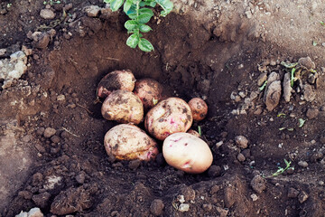potatoes in soil