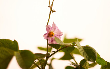potato pink flower isolated on white
