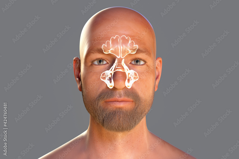 Canvas Prints Anatomy of paranasal cavities, illustration showing paranasal sinuses highlighted on a male face