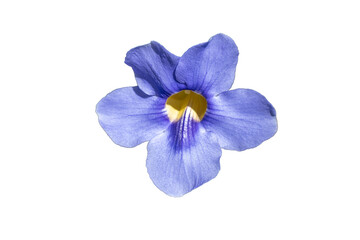 Purple to blue tropical flower isolate on white background.