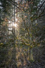 Fototapeta premium Baum im Wald von Sonne durchflutet