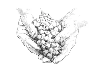 Fotobehang sketch of hands of a winemaker with a bunch of grapes on a white background. engraving or drawing. © Yuri