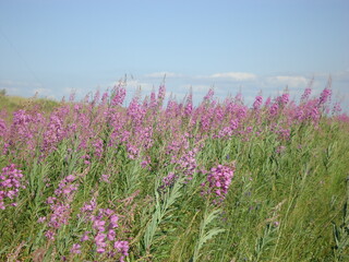 Fototapeta premium Field with wildflowers