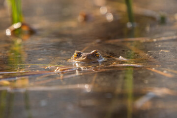 Frog on the surface of the pond. Close-up portrait of the head of a frog Toad - Bufo bufo. Big eyes, reflection on the surface and beautiful bokeh are visible.
