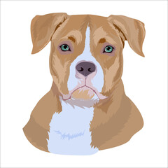 Portrait of an American bullie dog. The dog's head is in the vector. Portrait of a pet in a vector.