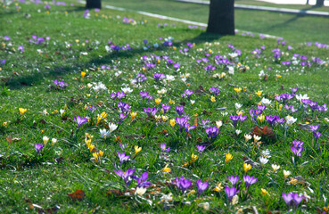 Beautiful spring purple, white, yellow crocuses, giant crocuses on a green lawn. Spring flowers. Primroses. Early spring.