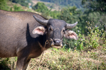 Cow grazing on farm in Asia