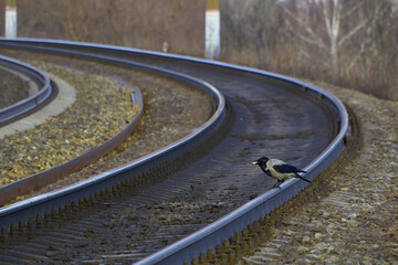 Crow on the railroad track