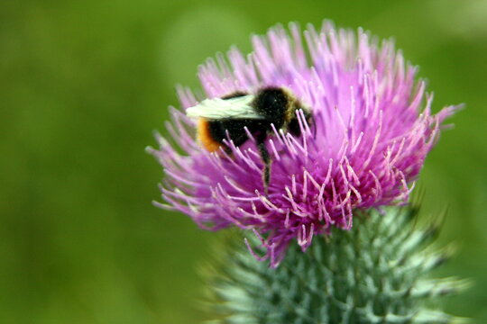bee on purple thistle