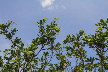 Cashew tree. Branches with leaves and cashew apples. Cashew tree during fruit ripening. Wild cashews.