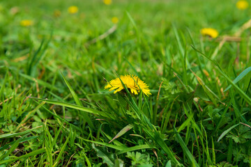 Spring walk in the beautifull nature and wonderfull photo&rsquo;s