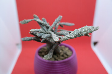 Euphorbia platyclada cactus macro photo