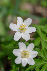 Obraz na płótnie Canvas Anemonoides nemorosa wood anemone white flower in bloom, springtime flowering bunch of wild plants