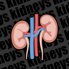 Image of a human organ for medical websites, flyers, posters, and more. The kidneys.